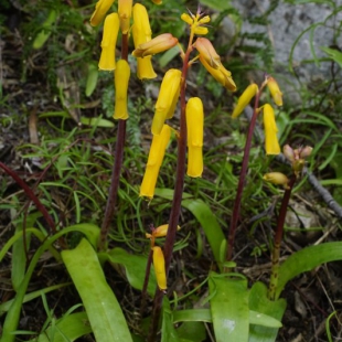 Lachenalia flava